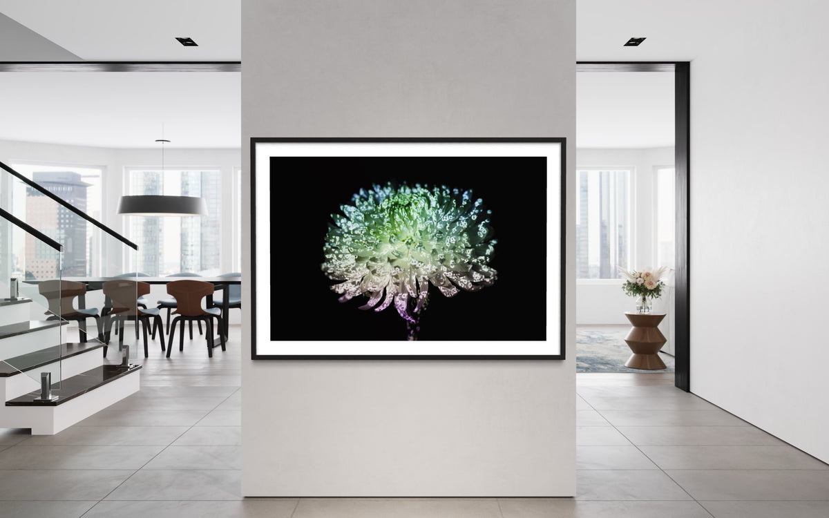 Hidden Places chrysanthemum flowers/ Chrysantheme 2019 (signed + Frame)