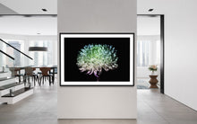 Load image into Gallery viewer, Hidden Places chrysanthemum flowers/ Chrysantheme 2019 (signed + Frame)
