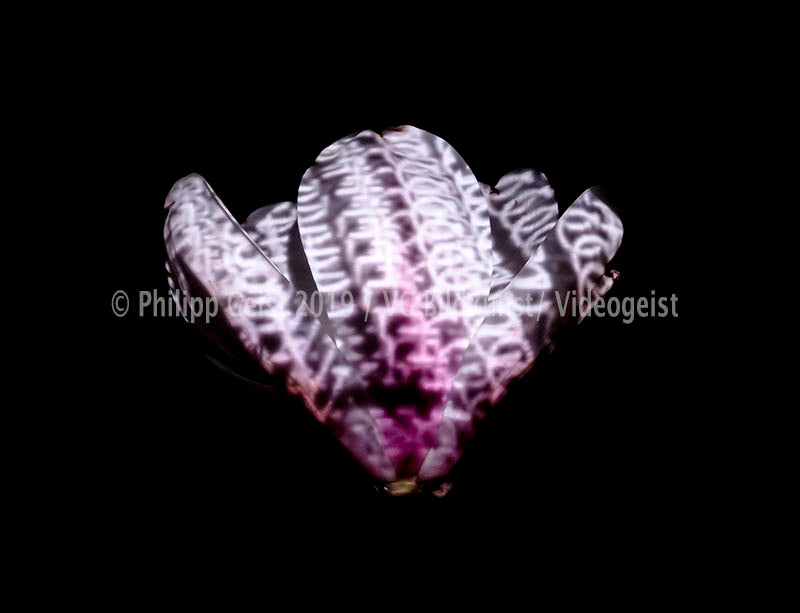LED Light Frame / Led Leuchtrahmen - Hidden Places Magnolia Flower 2016 (signed)