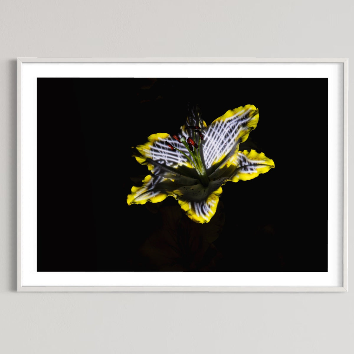 Hidden Places Lilie/ lily Flower 2019  (signed + Frame)
