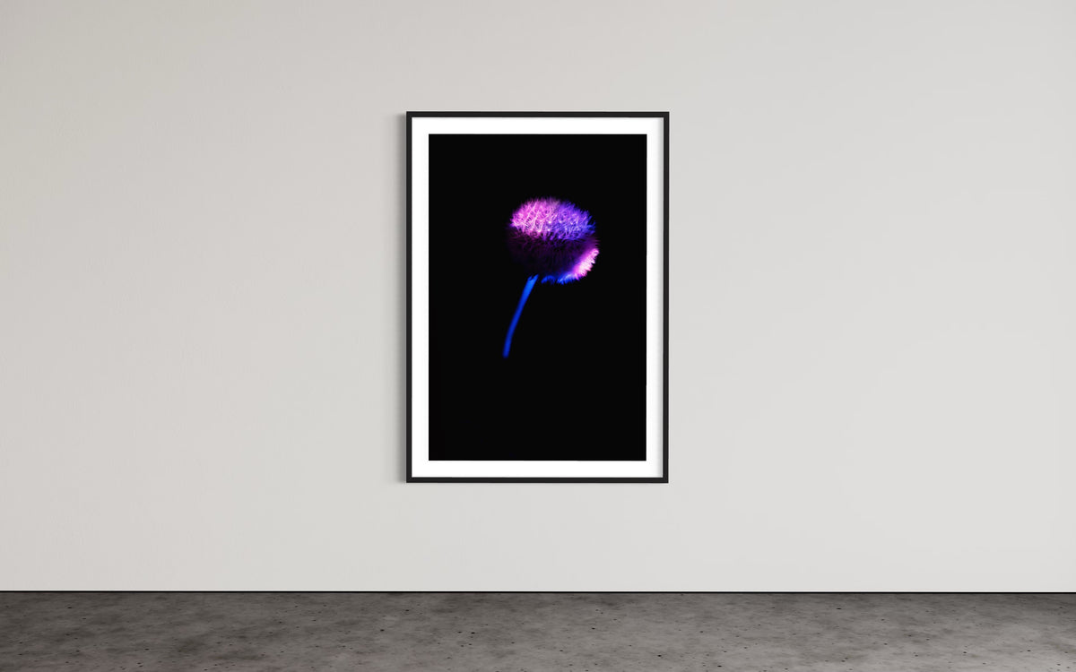 Berlin Hidden Places blowball/ dandelion/  Pusteblume 2020  (signed + Frame)