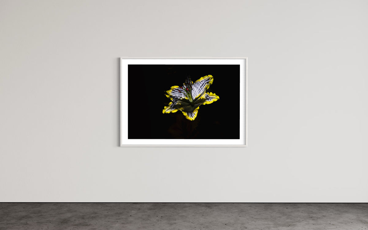 Hidden Places Lilie/ lily Flower 2019  (signed + Frame)
