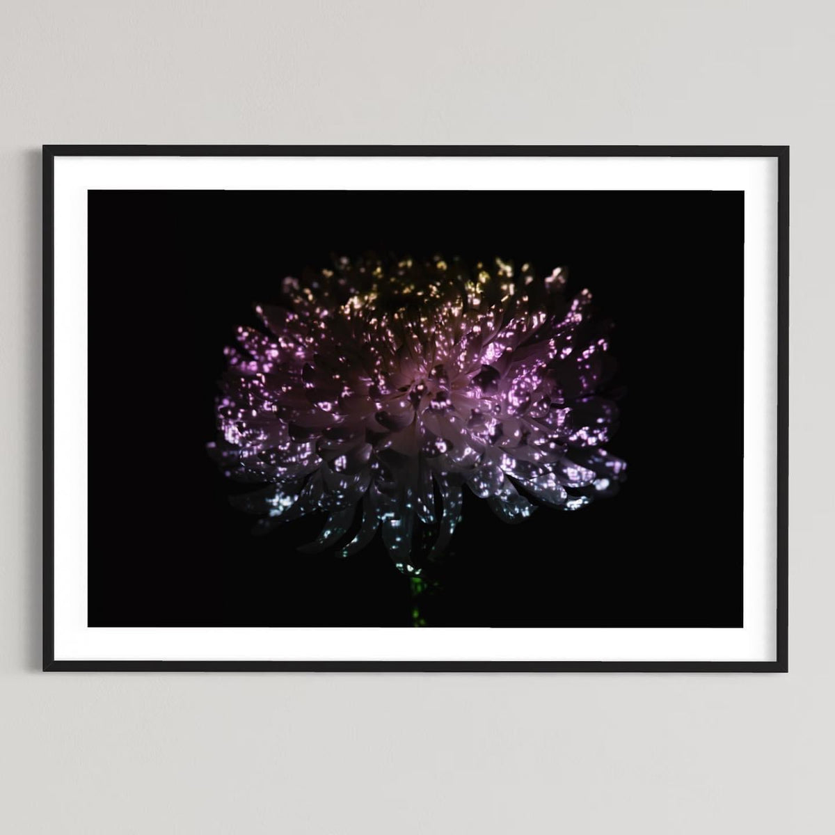 Hidden Places chrysanthemum flowers/ Chrysantheme 2019 (signed + Frame)
