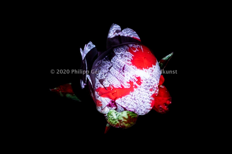 Hidden Places Pfingstrose/ Peony flowers 2019  (signed + Frame)