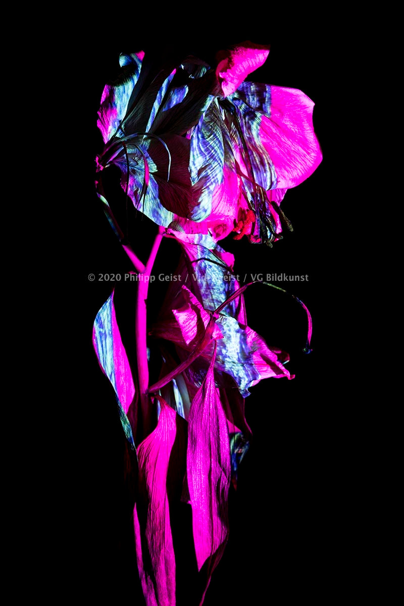 LED Light Frame / Led Leuchtrahmen - Hidden Places Lilie/ lily Flower 2019 (signed)