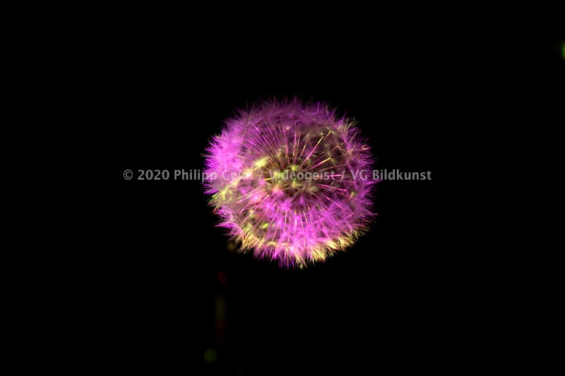Berlin Hidden Places blowball/ dandelion/  Pusteblume 2020  (signed + Frame)
