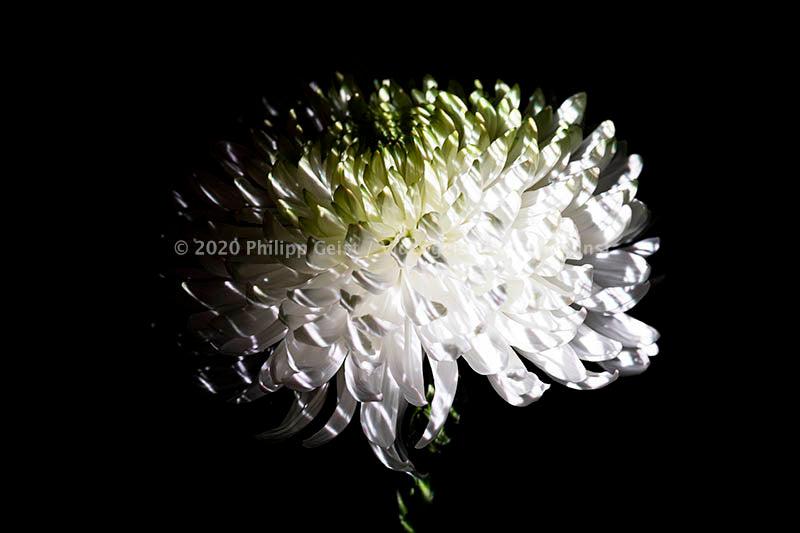 Hidden Places chrysanthemum flowers/ Chrysantheme 2019 (signed + Frame)