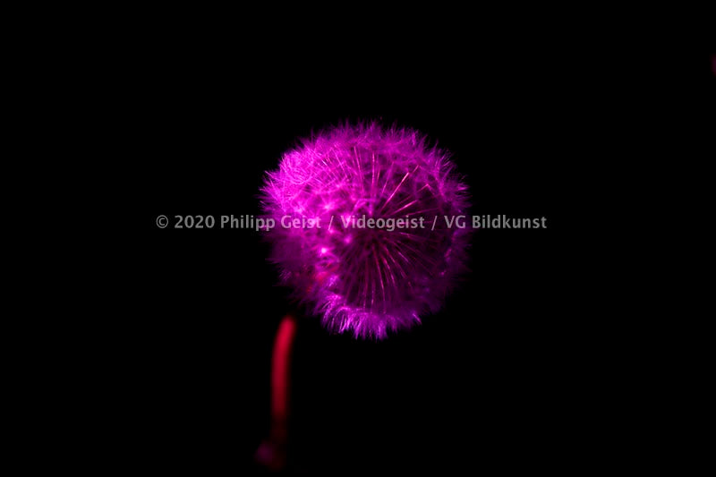Berlin Hidden Places blowball/ dandelion/  Pusteblume 2020  (signed + Frame)