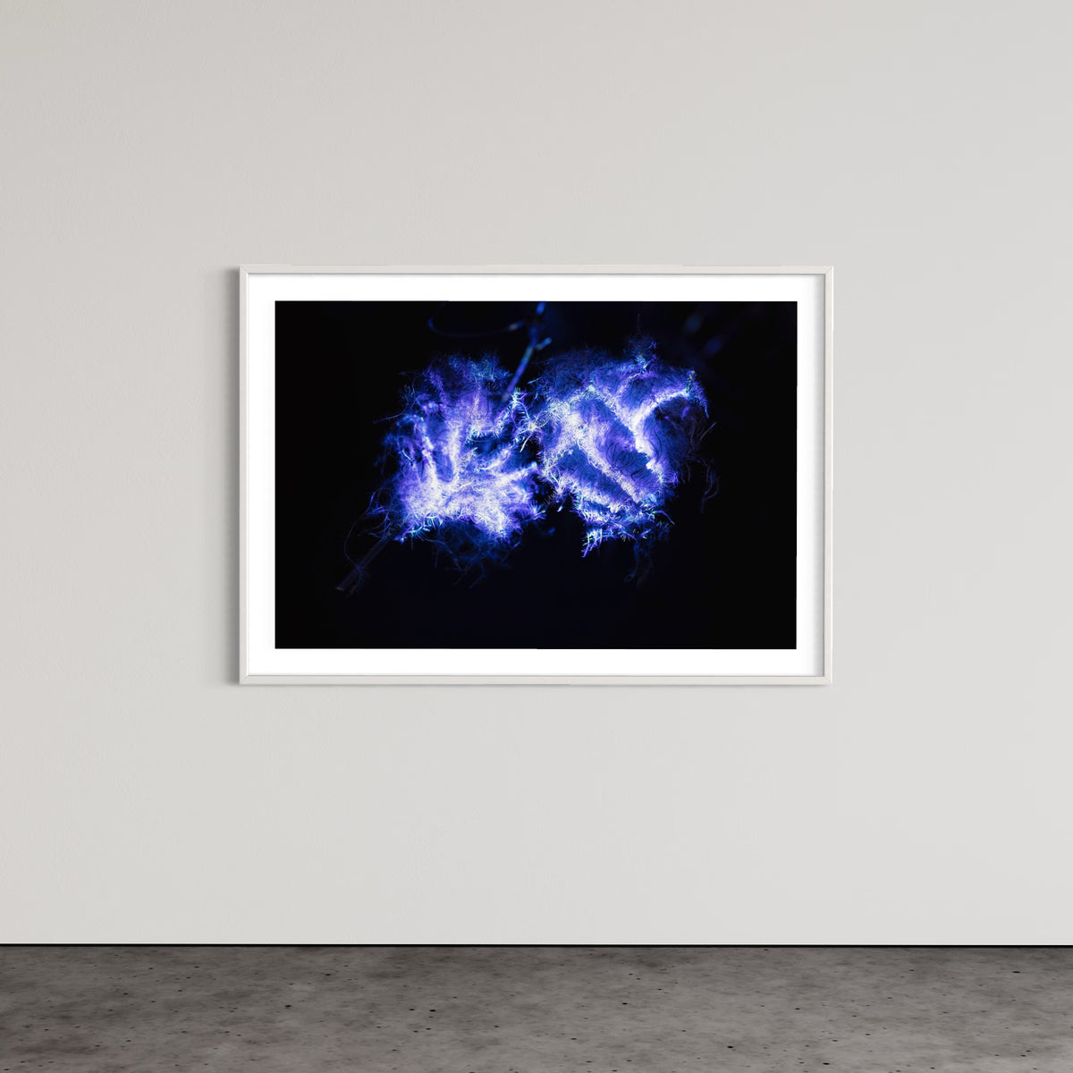 Hidden Places Waldrebe / Clematis 2021 (signed + Frame)