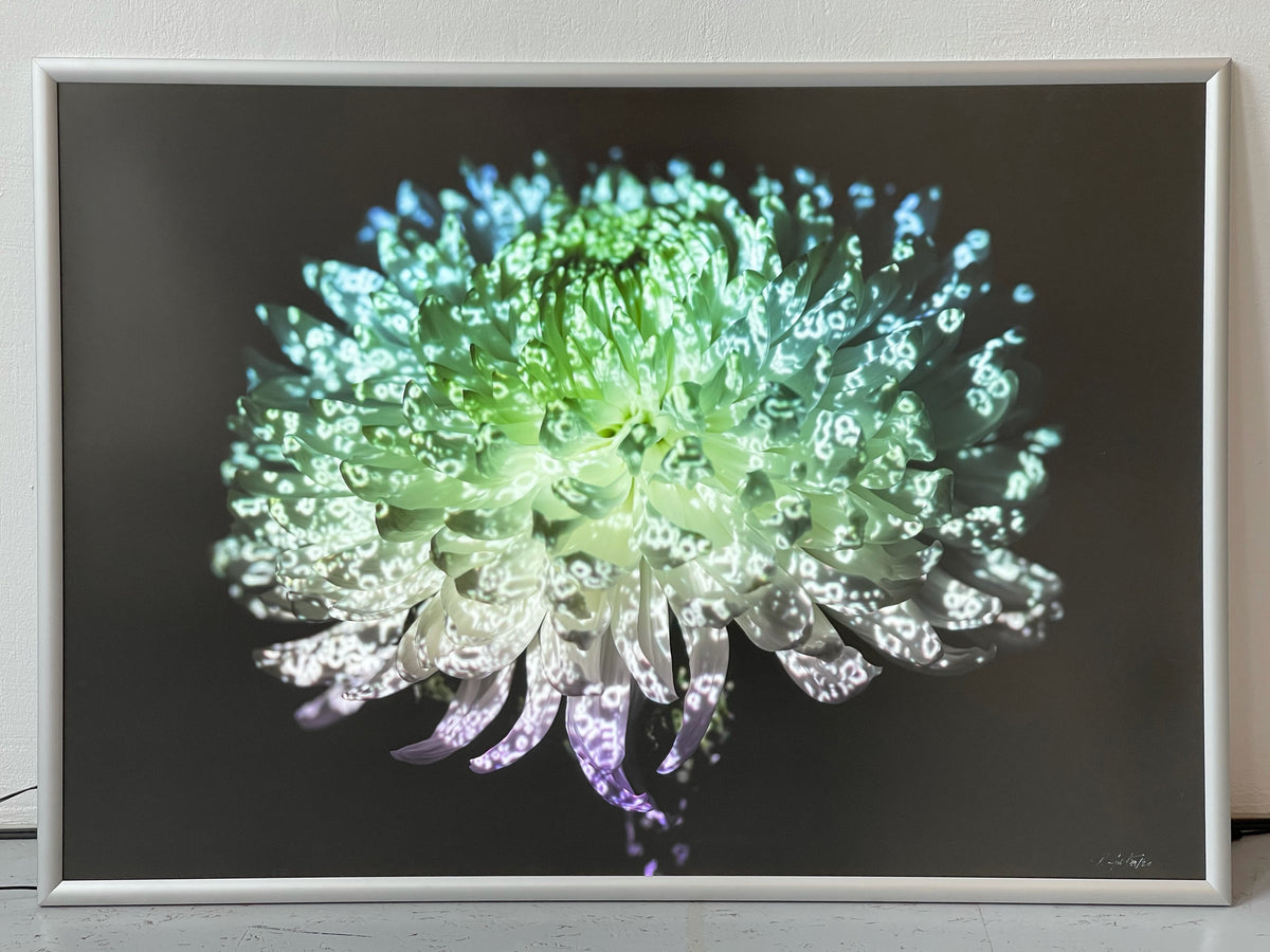 LED Light Frame / Led Leuchtrahmen - Hidden Places chrysanthemum flowers/ Chrysantheme 2019 (signed)