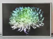 Load image into Gallery viewer, LED Light Frame / Led Leuchtrahmen - Hidden Places chrysanthemum flowers/ Chrysantheme 2019 (signed)
