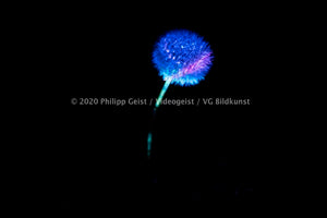 Berlin Hidden Places blowball/ dandelion/  Pusteblume 2020  (signed + Frame)