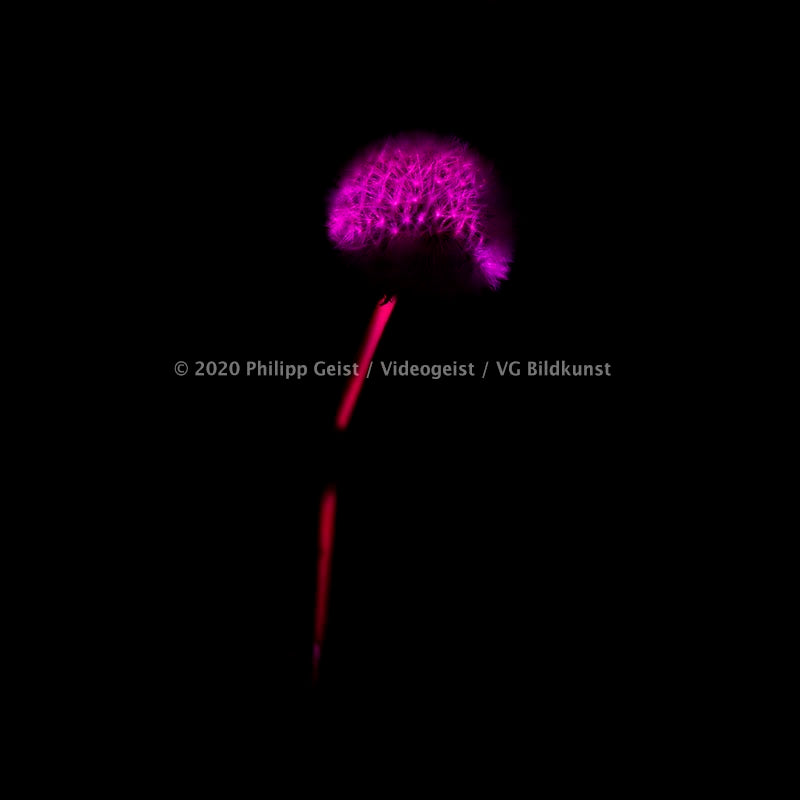LED Light Frame / Led Leuchtrahmen - Hidden Places Berlin blowball /  dandelion / Pusteblume 2020 (signed)