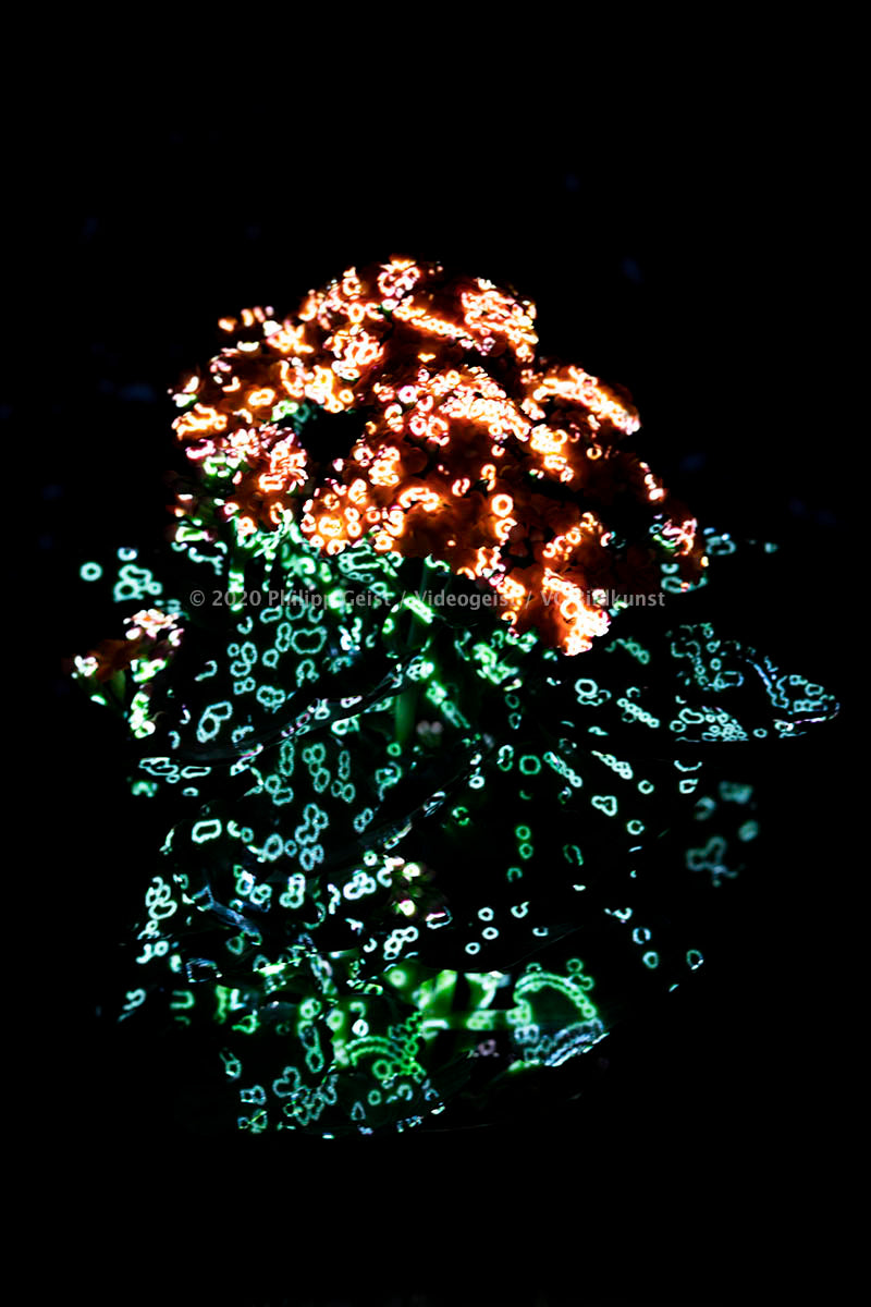 Berlin Hidden Places hydrangea / Hortensie 2020  (signed + Frame)