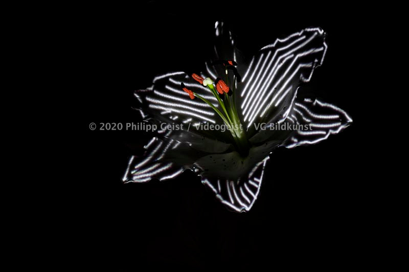 Hidden Places Lilie/ lily Flower 2019  (signed + Frame)