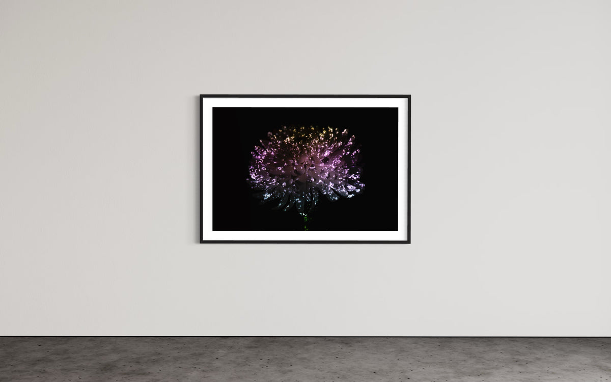 Hidden Places chrysanthemum flowers/ Chrysantheme 2019 (signed + Frame)