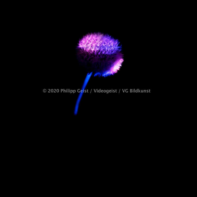 Berlin Hidden Places blowball/ dandelion/  Pusteblume 2020  (signed + Frame)
