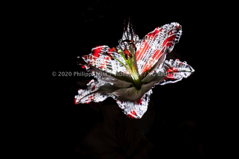 Hidden Places Lilie/ lily Flower 2019  (signed + Frame)