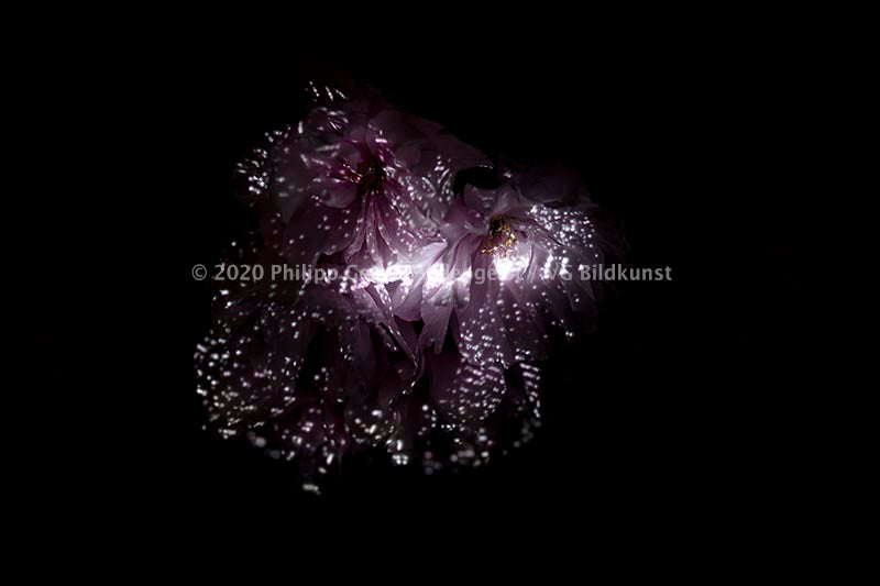 Hidden Places Pfingstrose/ Peony flowers 2019  (signed + Frame)