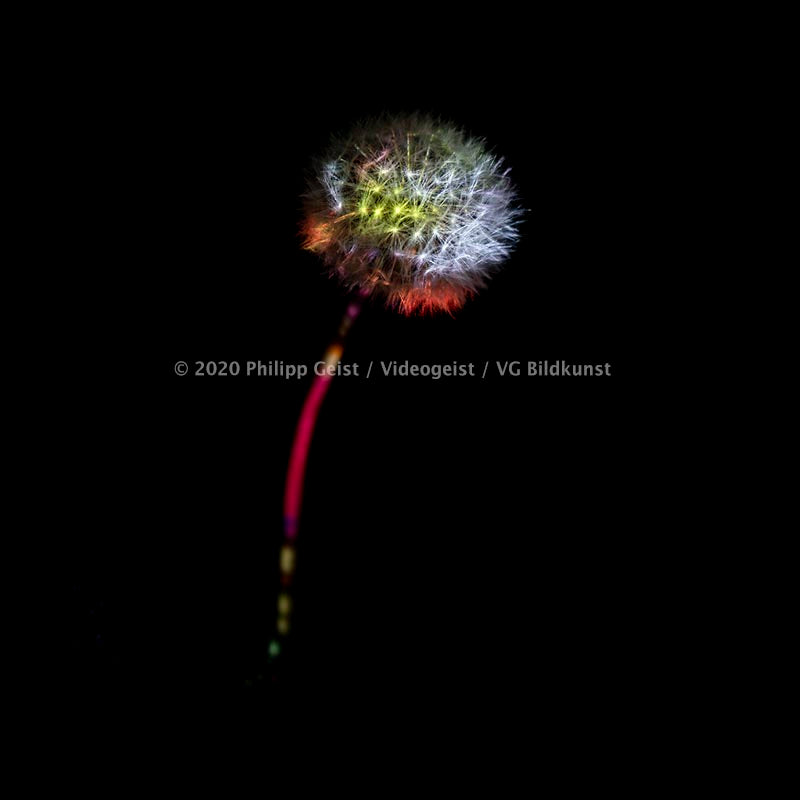 LED Light Frame / Led Leuchtrahmen - Hidden Places Berlin blowball /  dandelion / Pusteblume 2020 (signed)