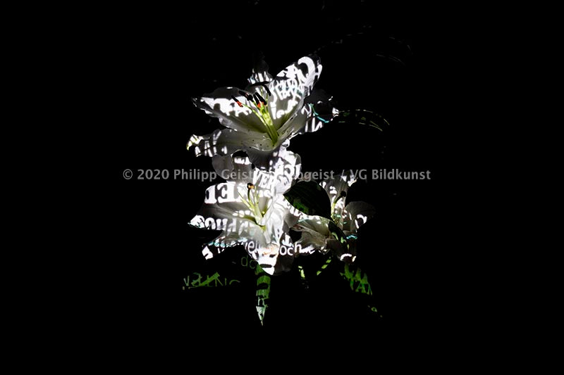 Hidden Places Lilie/ lily Flower 2019  (signed + Frame)