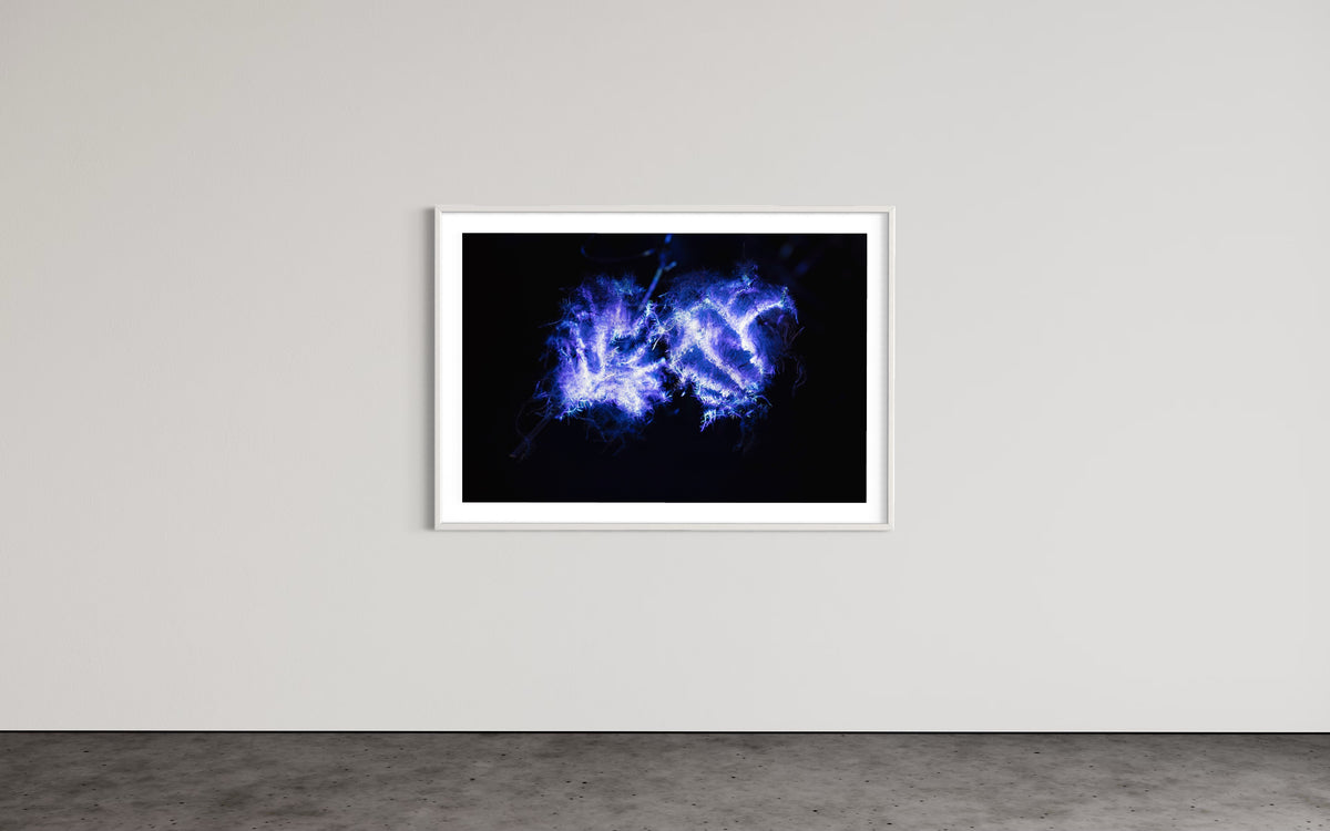 Hidden Places Waldrebe / Clematis 2021 (signed + Frame)