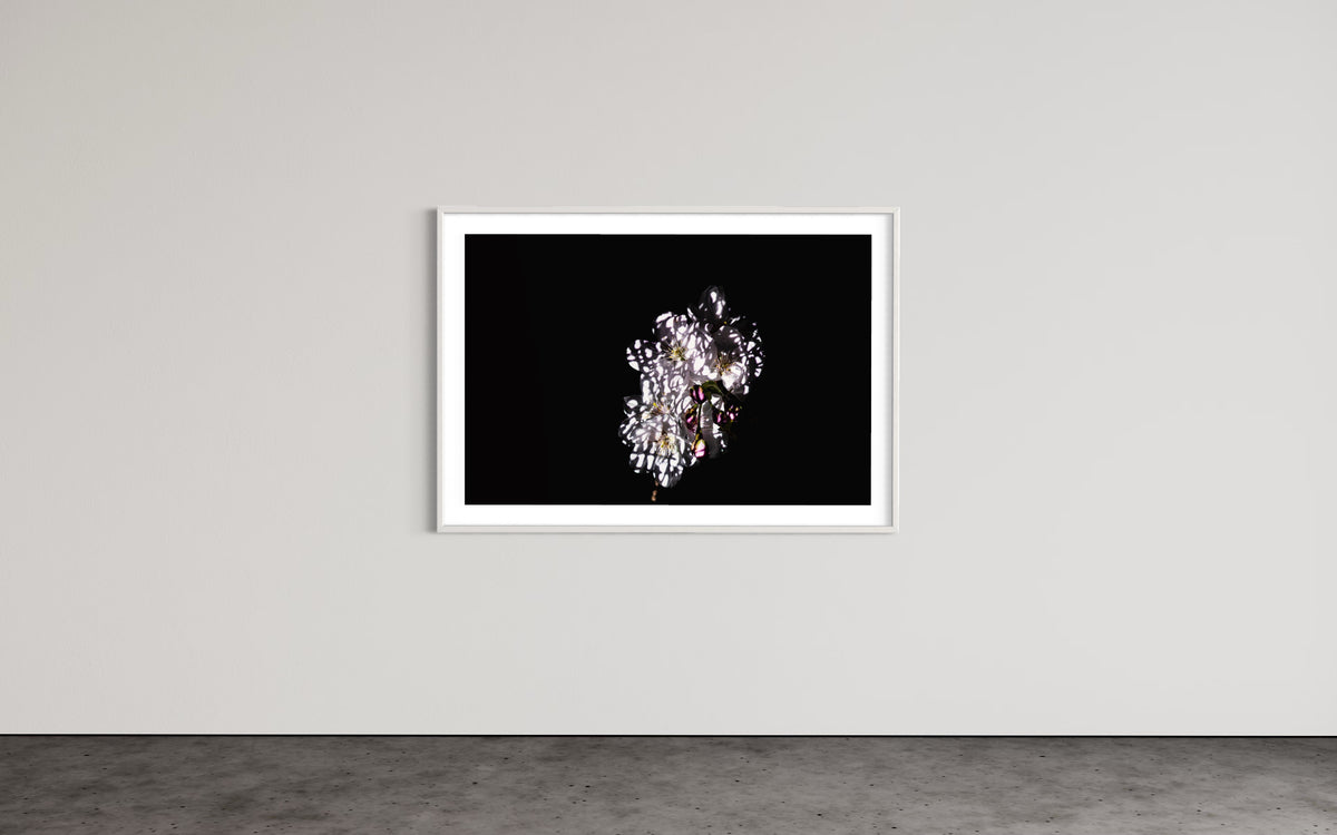 Berlin Hidden Places Cherry Blossom/ Kirschblüte 2020  (signed + Frame)