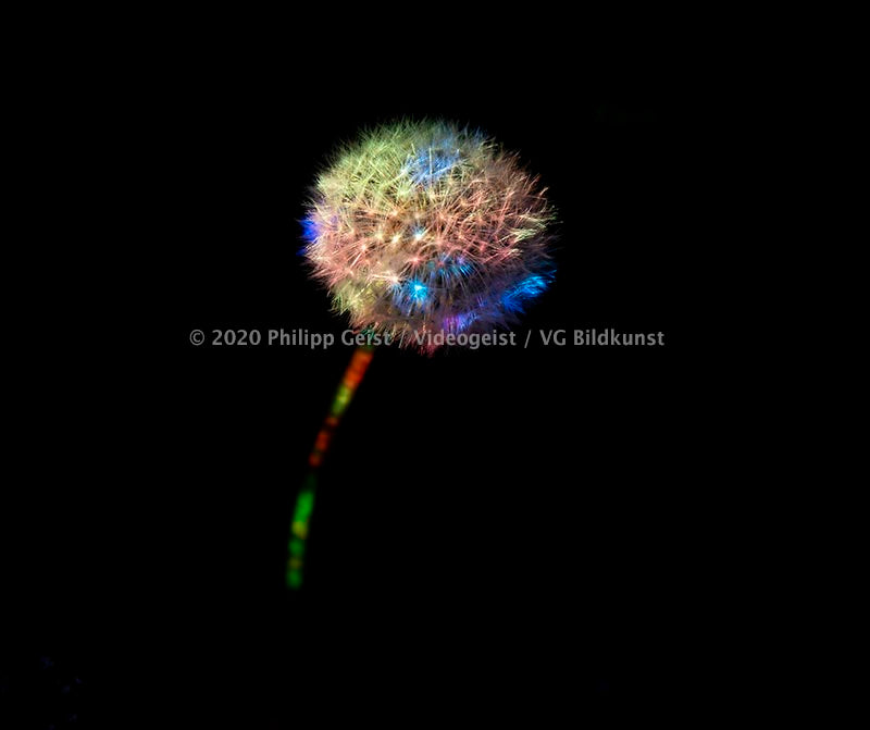 Berlin Hidden Places blowball/ dandelion/  Pusteblume 2020  (signed + Frame)