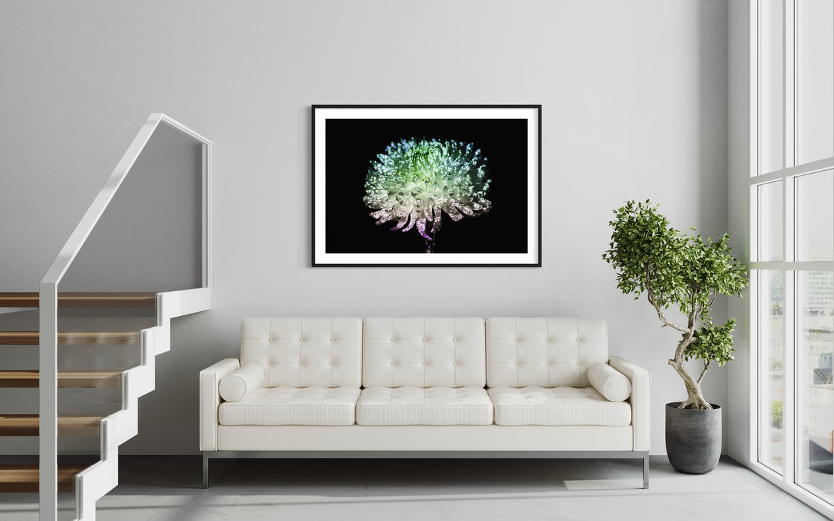 Hidden Places chrysanthemum flowers/ Chrysantheme 2019 (signed + Frame)