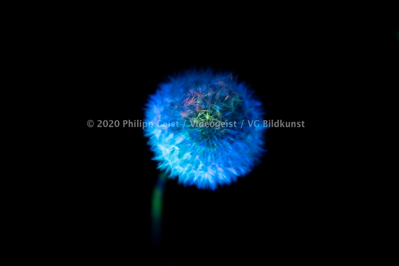 Berlin Hidden Places blowball/ dandelion/  Pusteblume 2020  (signed + Frame)