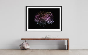 Hidden Places chrysanthemum flowers/ Chrysantheme 2019 (signed + Frame)