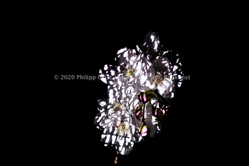 Berlin Hidden Places Cherry Blossom/ Kirschblüte 2020  (signed + Frame)