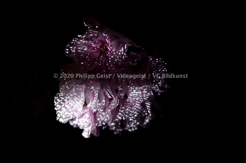 Hidden Places Pfingstrose/ Peony flowers 2019  (signed + Frame)